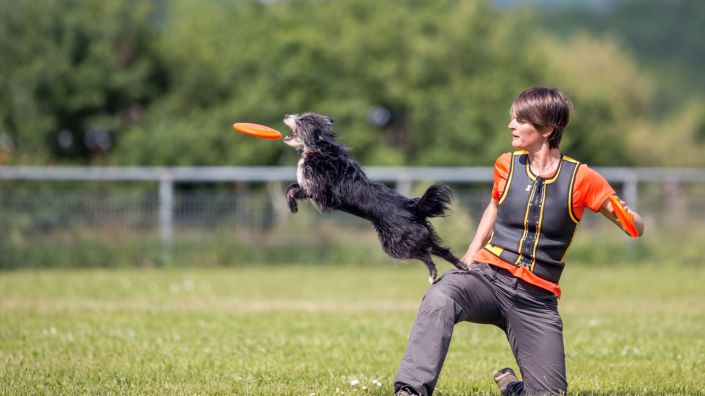 Le disc dog est-il dangereux pour les chiens ?